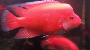 慈鲷品种,慈鲷类型