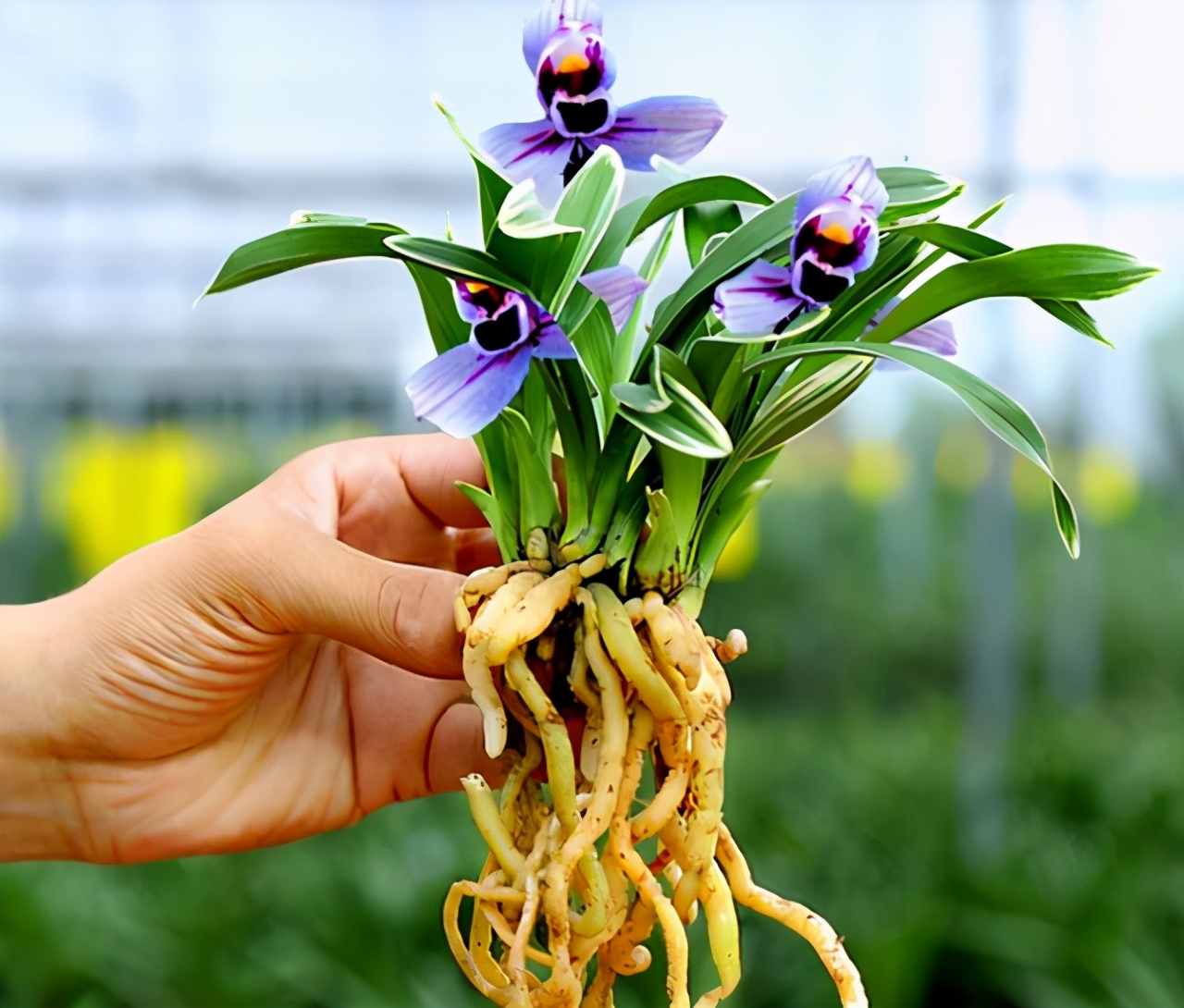 养兰最好的兰花品种,养荷花兰用什么土