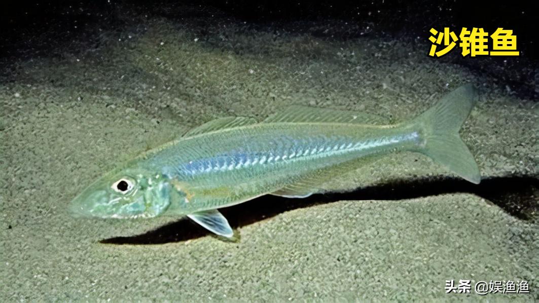 岸吊优缺点,岸吊操作视频