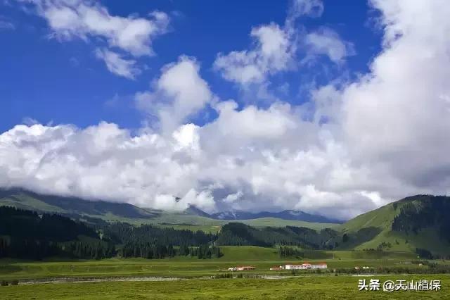 伊犁可克达拉草原,伊犁草原之旅