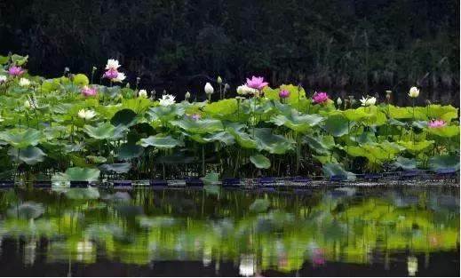 全国十大最佳赏荷好去处,沈阳赏荷花攻略