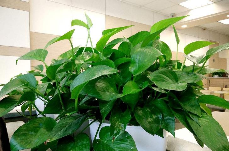 绿萝在家养到底好不好,为什么养绿萝不好