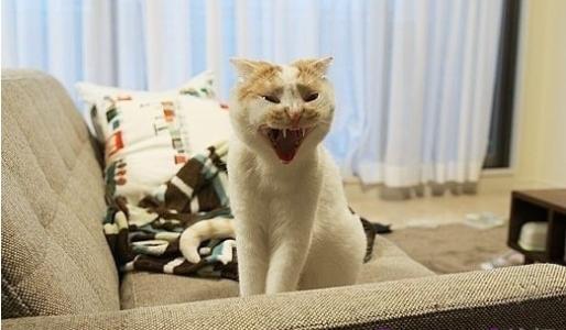 猫咪尿液除臭小苏打的使用方法,猫咪往床上尿尿了买什么除臭