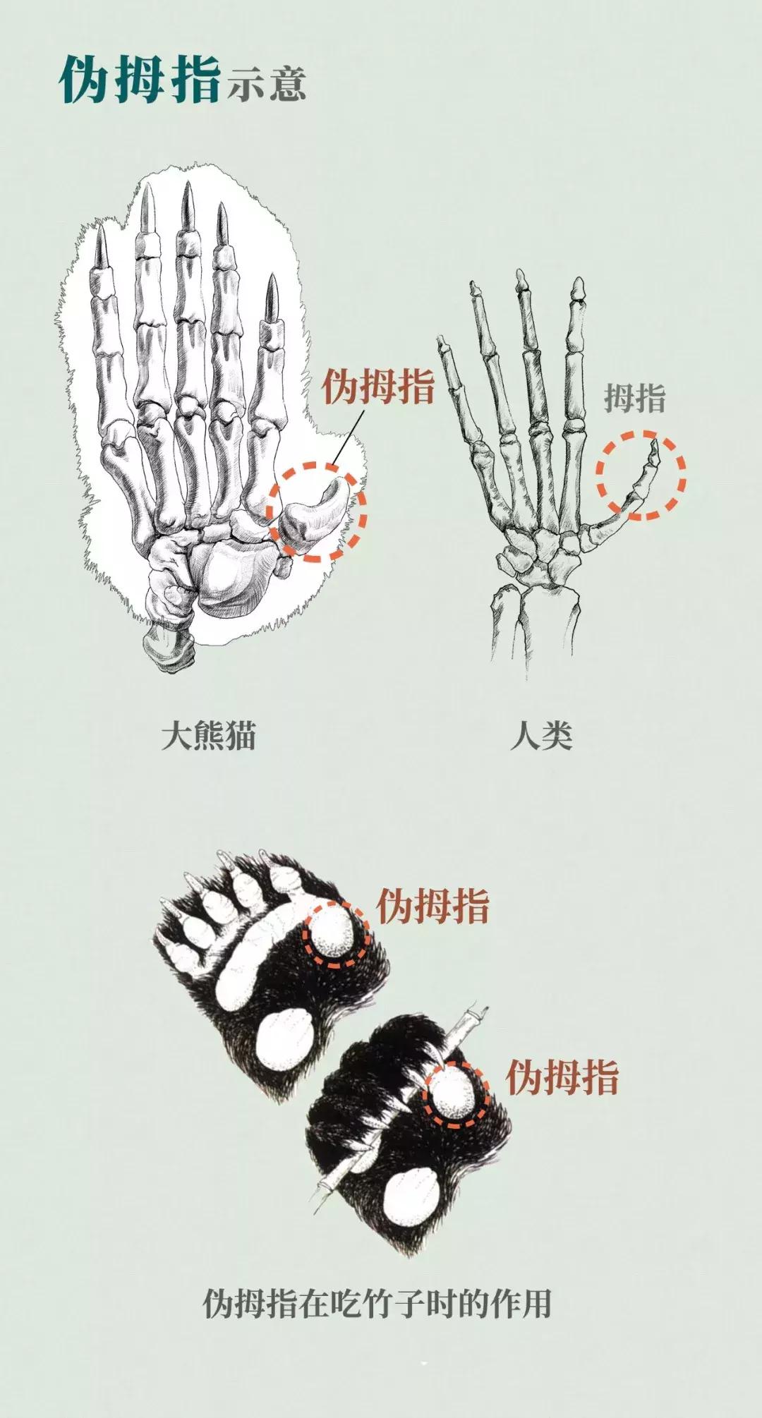 熊猫萌,熊猫萌啦