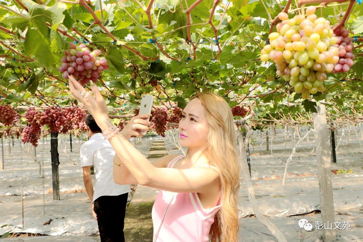 萄益彭山,乐活百年