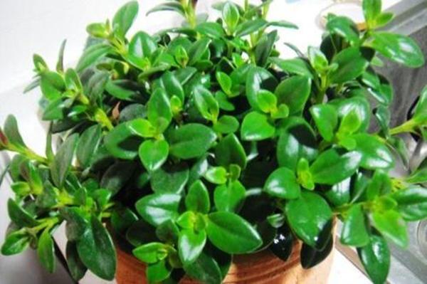 金鱼吊兰落叶头枯萎如何挽救,金鱼吊兰为什么会无缘无故的枯萎