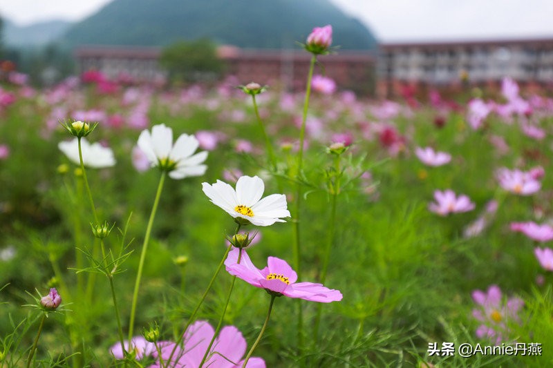 距离重庆最近的避暑城市,离主城近的夏日重庆避暑圣地