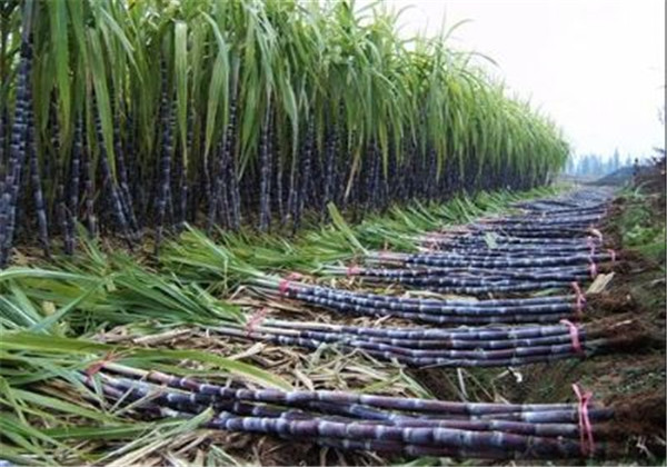 广西2020年黑皮果蔗产量是多少,黑皮甘蔗种植技术和管理技术