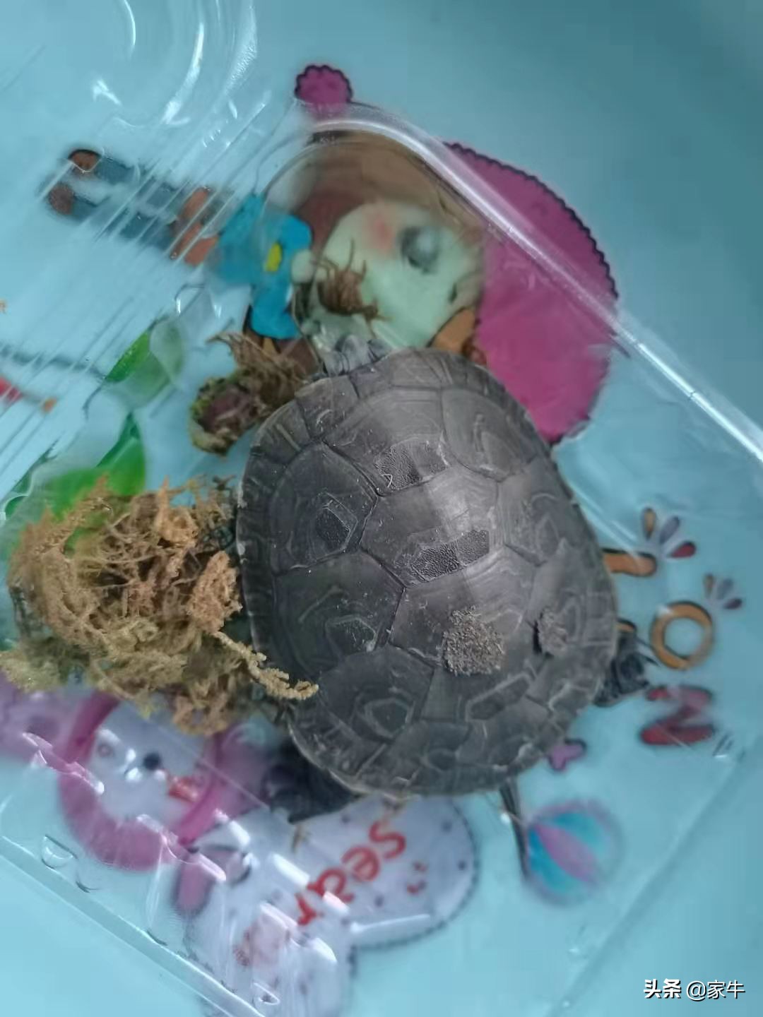 家牛的宠物龟、草金鱼、仙人球日志第323日