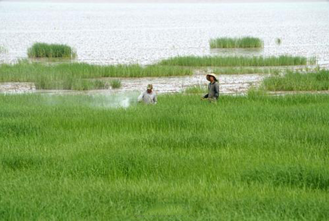 这植物原是“生态系统工程师”，隐藏多年爆发，成了“生态杀手”