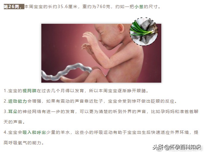 怀孕各个时期胎儿发育过程,怀孕的过程要几天