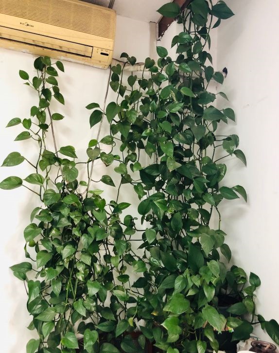 绿萝爆盆浇水方法,刚上盆的绿萝最好浇不浇水