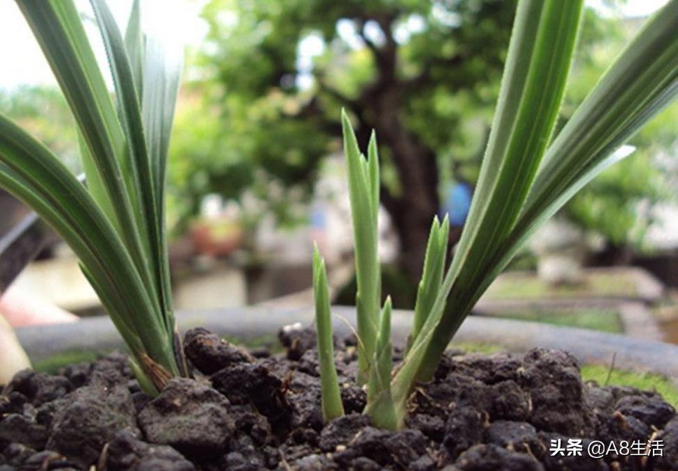 每日一品中国兰花春兰,每日一品完整视频