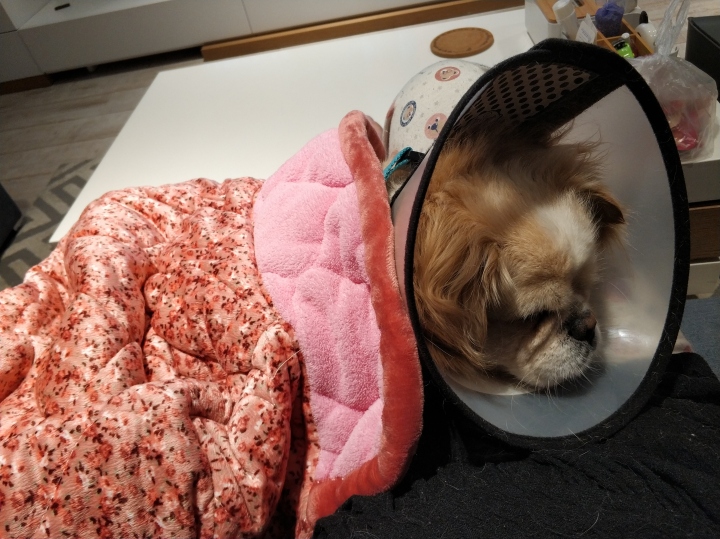 公猫膀胱结石手术,公犬尿道结石手术