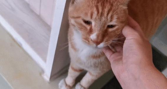 二十多岁进宫，在紫禁城中撸猫8年，她揭开了不为人知的故宫往事