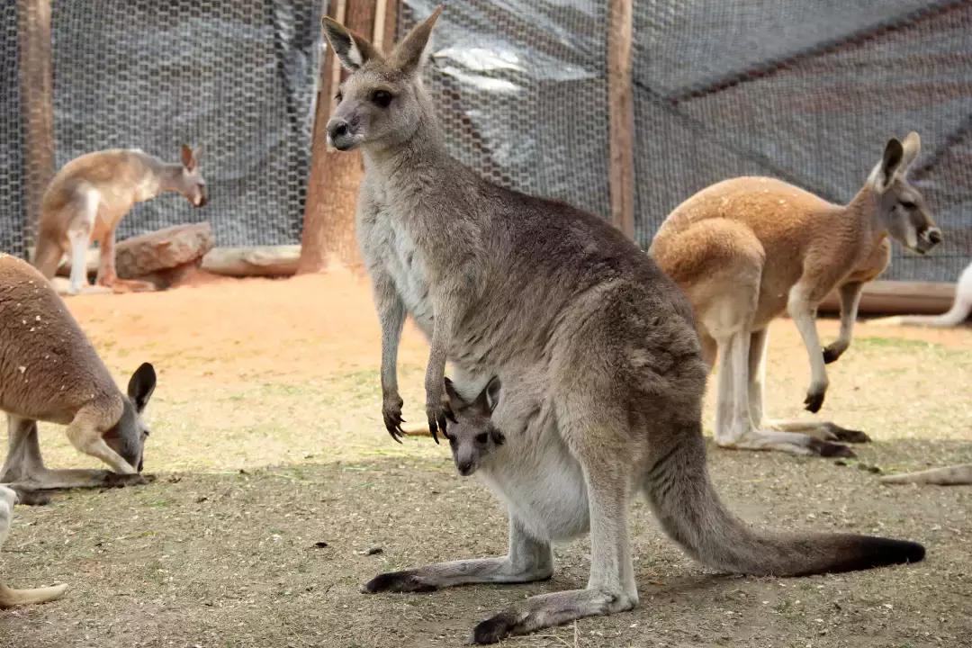 袋鼠界的“白雪公主”，近日找不到孩子他爸了……