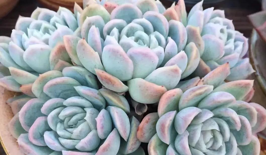 多肉冰梅怎么养出状态,多肉冰梅适合新手吗