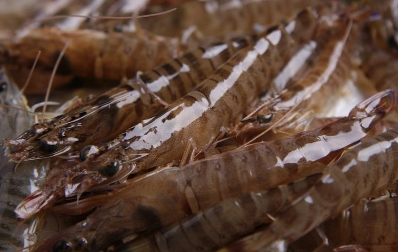明虾基围虾白对虾的区别,基围虾明虾对虾怎么区别