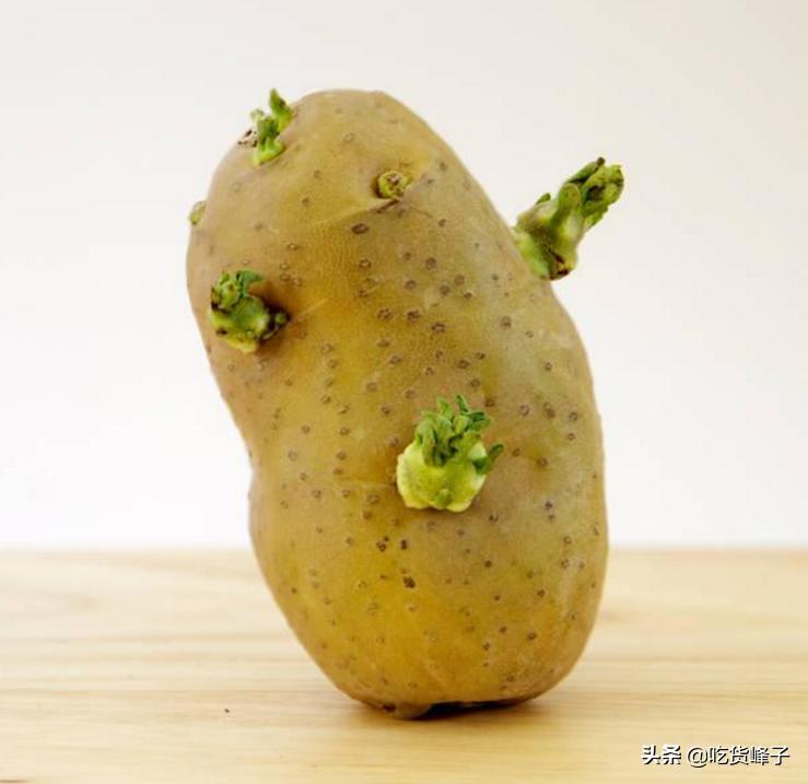 春天发芽的土豆吃了怎么办,春天吃土豆的危害