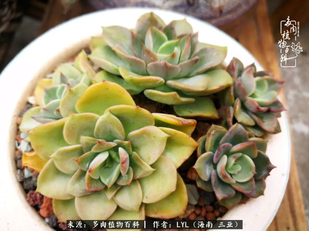 养多肉一年花了3万,养多肉一千多盆