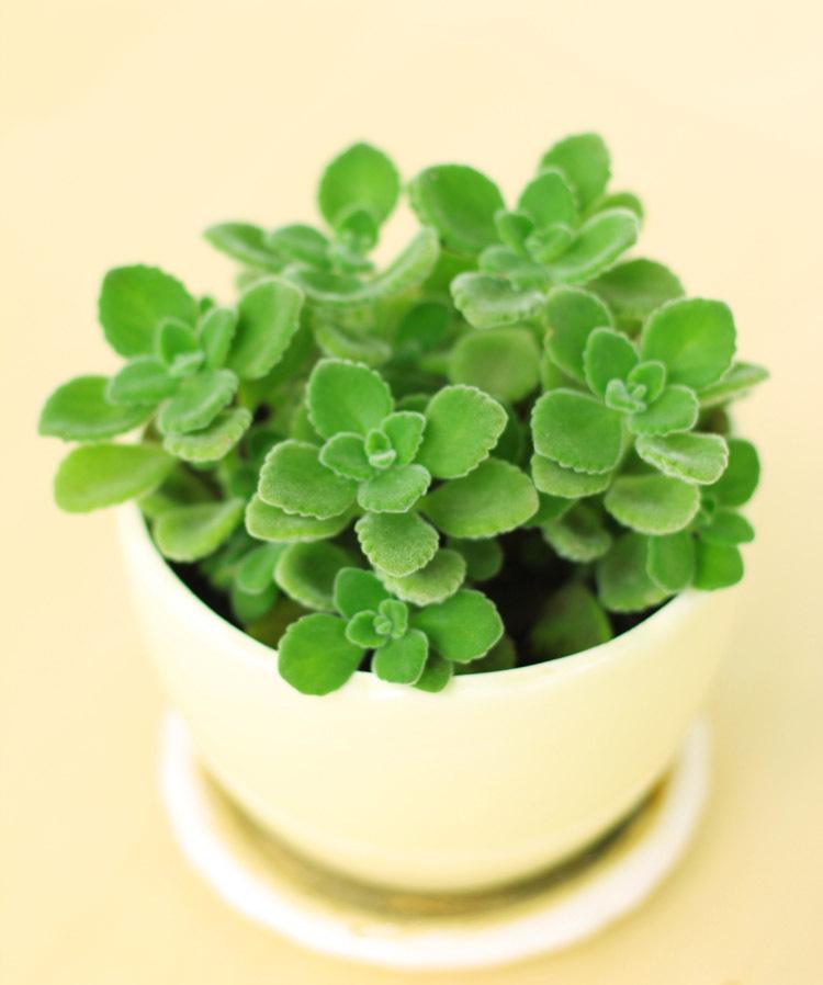 100种室内盆栽花,花卉大全500种盆栽名称