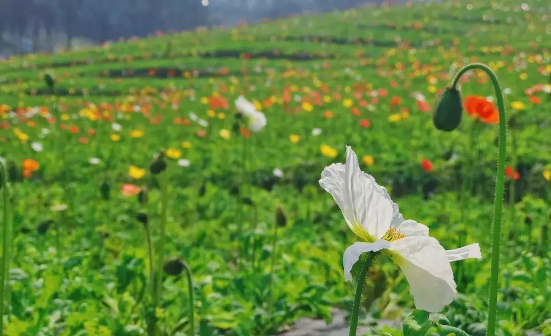 元宵花灯太美了,春季赏花郁金香太美了