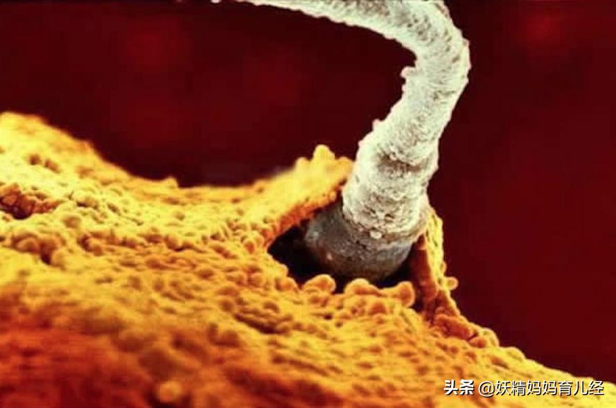 宝宝在妈妈肚子里发育过程图卡通,宝宝在妈妈肚子生长图