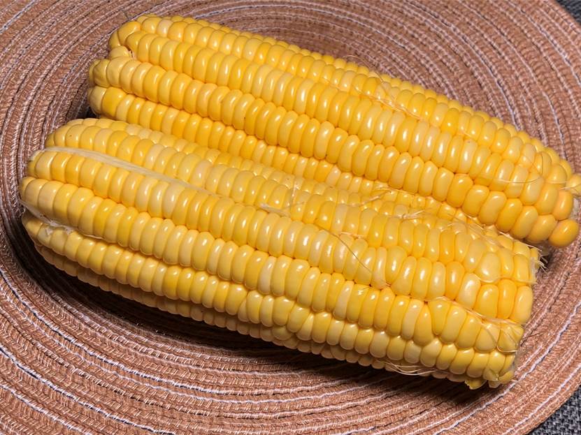 玉米粒上有一个小开关,原来玉米上有个小开关
