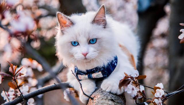 养的网红布偶猫,网红布偶猫和狗