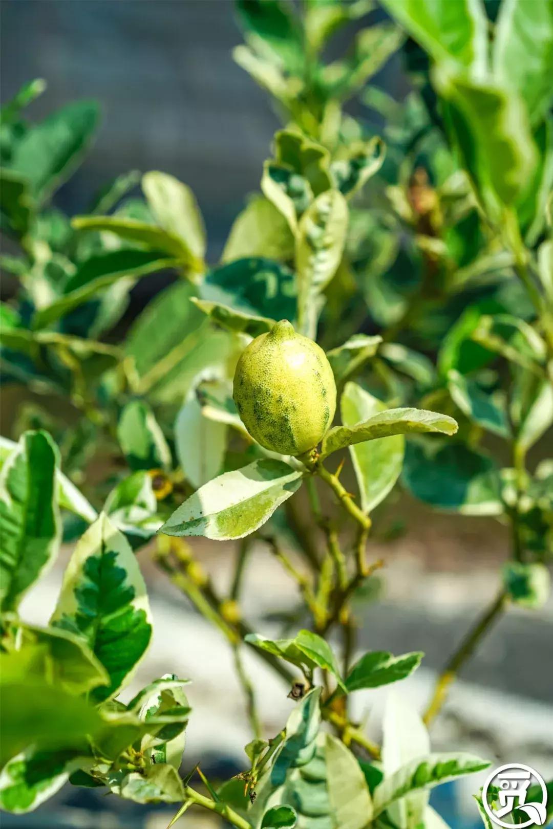 深圳「废弃染布厂」变废为宝，化身“湖畔花园”美若世外桃源！