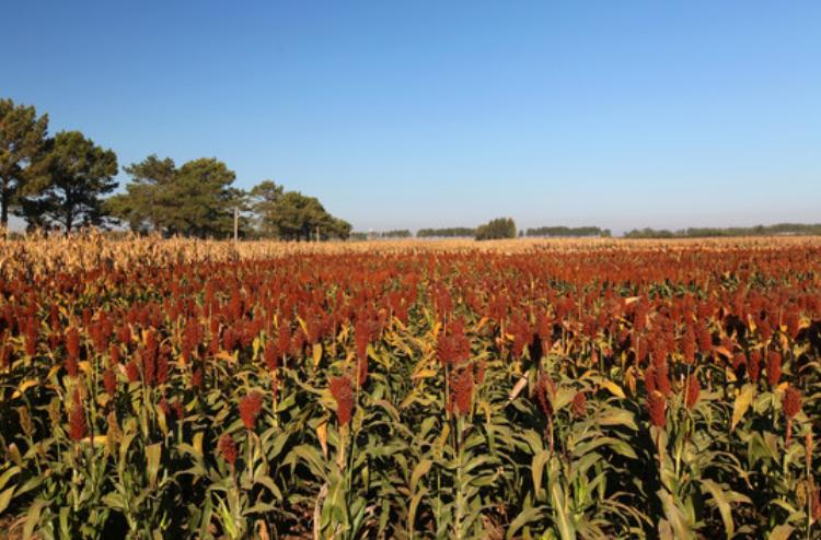 国内4款“好喝不贵”的粮食纯酿，行家从不放过，可惜很少人知道