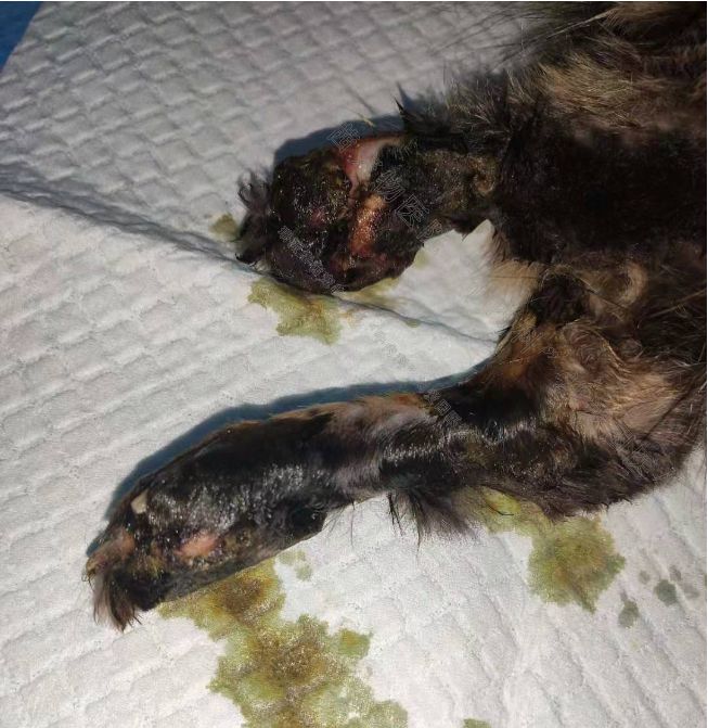 牛心脏疾病,牛心脏上有哪些疾病