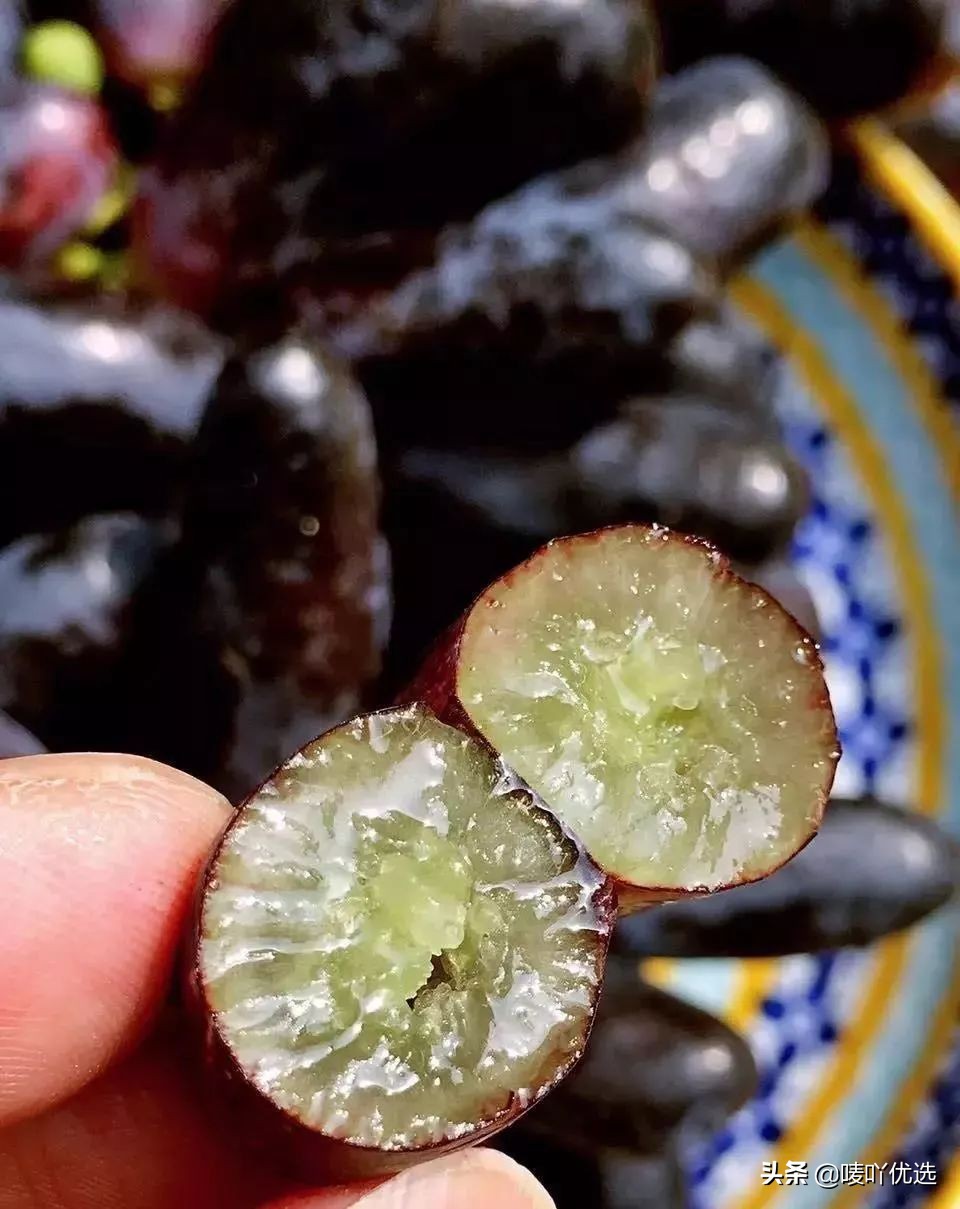 澳洲金手指提子苗,金手指蓝宝石提子