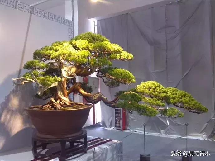 野山楂下山桩用什么土壤好,下山桩保湿成活技术