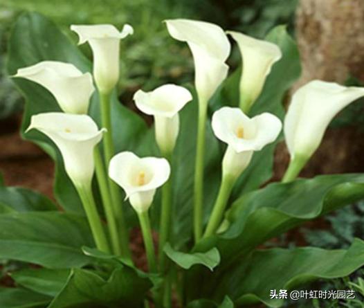 7月养护马蹄莲，注意这5点，长势颇好