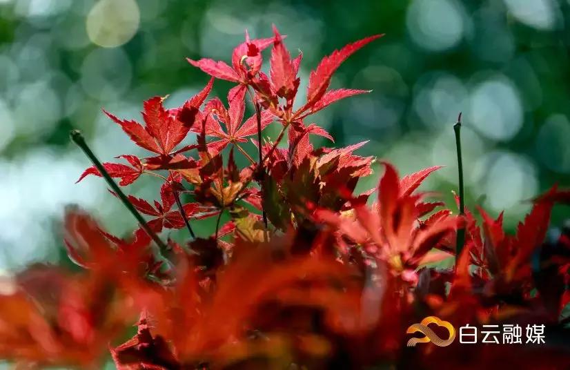 帽峰山看枫叶路线,帽峰山看枫叶