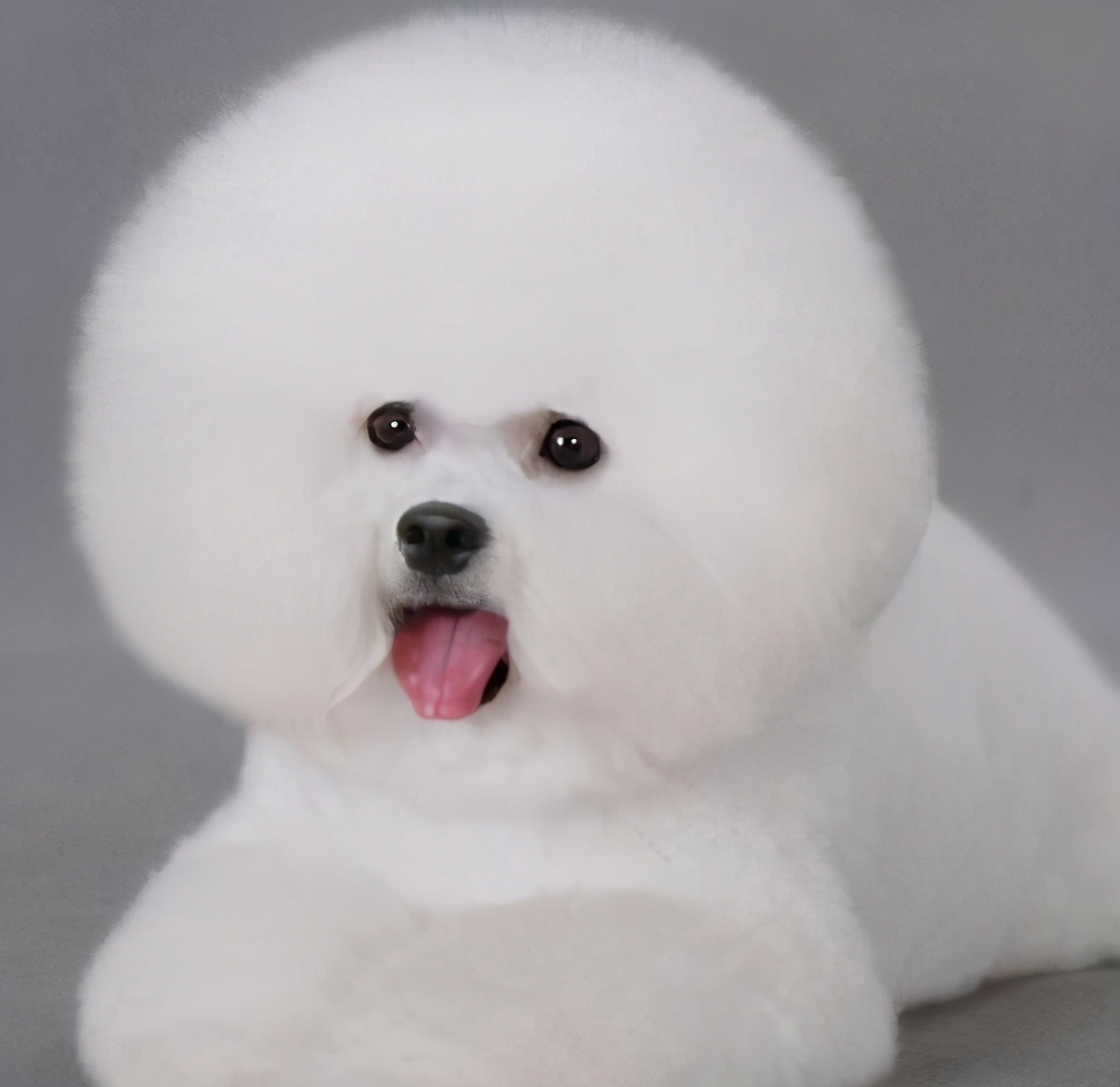 谨慎!不要再用这几种方式遛比熊了,会伤害到它