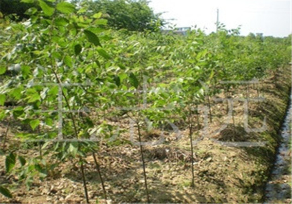 无患子适合什么地方种植,无患子种植适合新疆吗