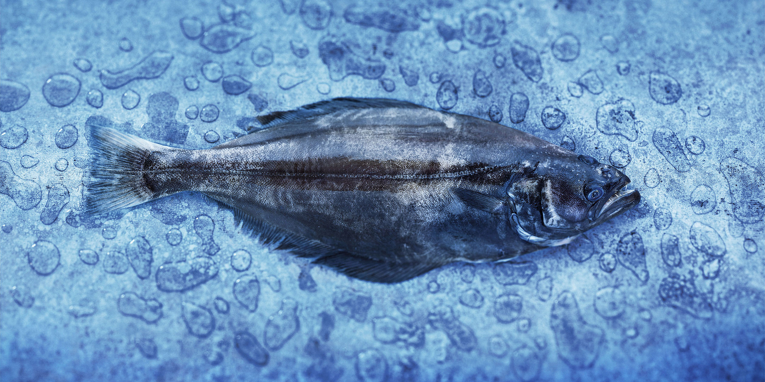 碟中鲽团购,鲽鱼推荐