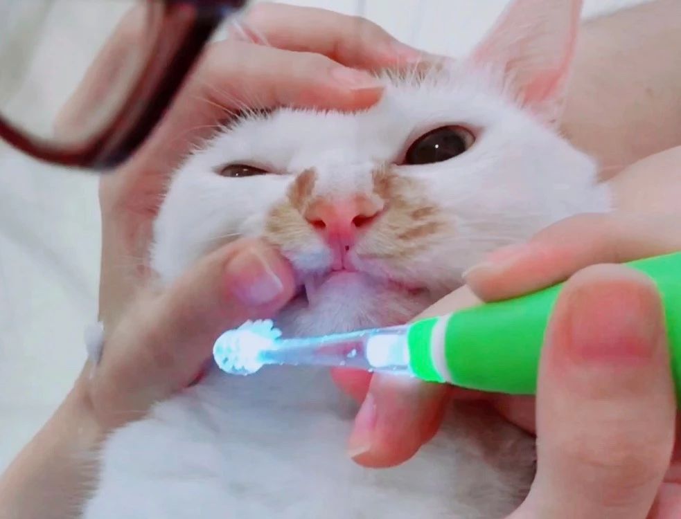猫怎么刷牙正确方法,猫不想刷牙什么东西可以给猫刷牙