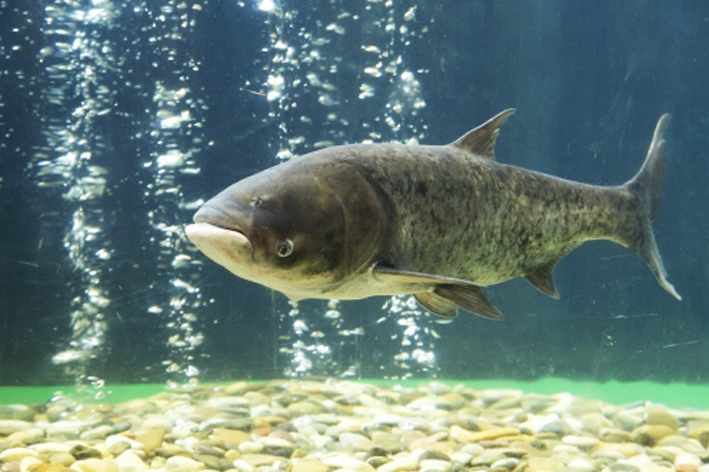 常见水生鱼类图册,水生动物大全