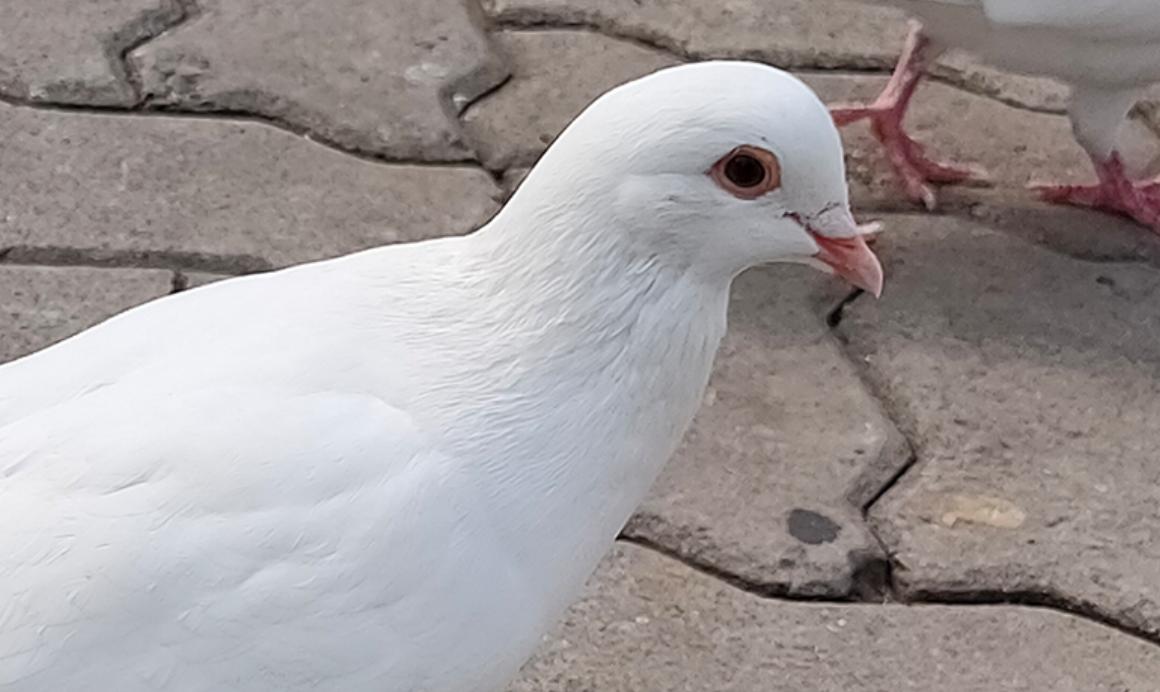 别只盯着充电速度！实测OPPOK5拍照，表现同样强劲