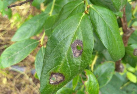 蓝莓容易得的病害有哪些,蓝莓盛果期怎样防治病害