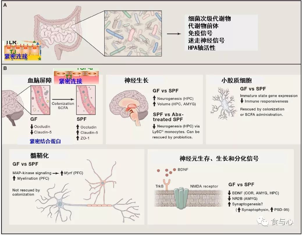 肠漏症的三大指标,肠漏症和脑漏症