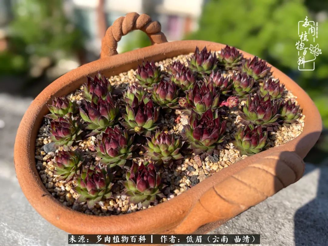 多肉植物百科如何投稿,感谢多肉植物百科的陪伴