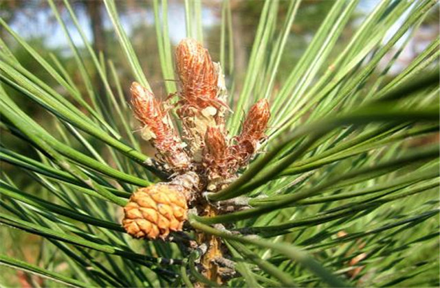 马尾松丰产栽培实用技术视频,马尾松树苗的栽培