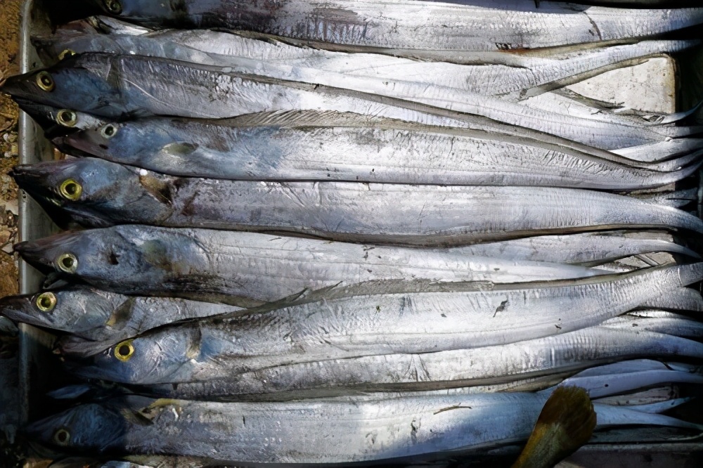 六种野生鱼不能人工养殖,怎样挑选野生鱼和养殖鱼