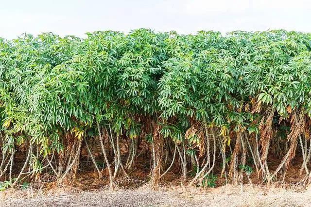 木薯糍小时候的味道,木薯儿时的味道