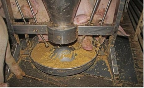 怀孕母猪霉菌毒素图片,怀孕母猪霉菌