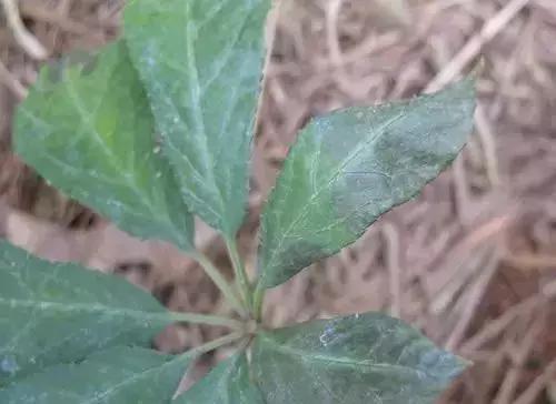 白芨病害及防治,白粉病用药防治